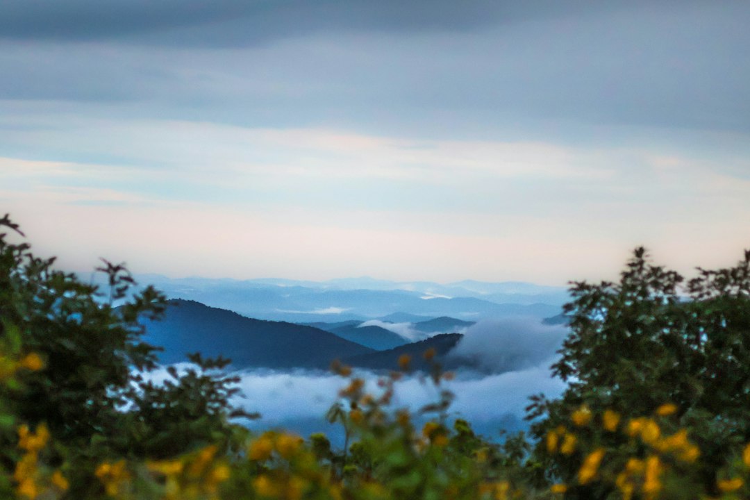 Vistas brumosas de Blue Ridge y primer plano florido cerca del corredor de Craggy Gardens